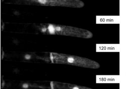 Investigate control mechanisms of plant proliferation, differentiation, regeneration and totipotency