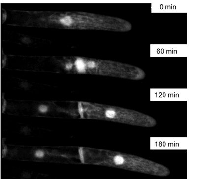 Investigate control mechanisms of plant proliferation, differentiation, regeneration and totipotency