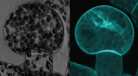 Lost cell polarity in an apical stem cell