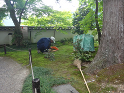 A gardener, taking care of mosses very carefully!