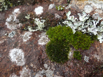 with sporophytes.