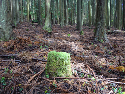 Mosses can grow on the stock but not under leaves.