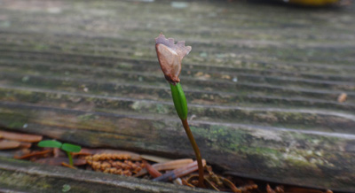 A seedling of a conifer.