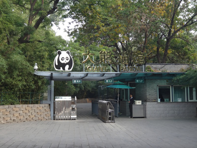 Giant panda1