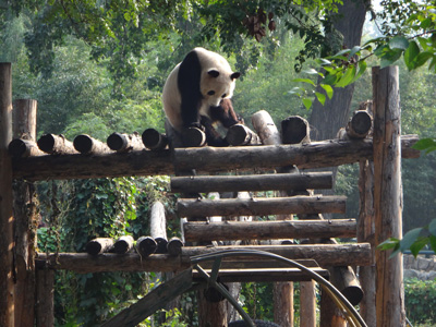 Giant panda2