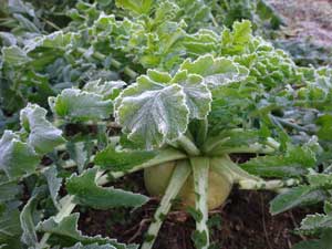 Japanese radish