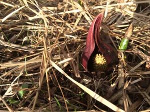 Symplocarpus foetidus, famous for evolution of heat 