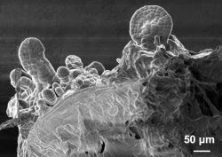 4:植物はどのようにして、傷ついた体を再生し、新しい個体をつくるのか？
