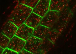 細胞極性・体軸形成の分子機構の解明