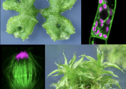 どのような分子の進化が、植物のからだのかたちを進化させたか？