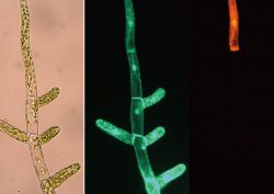 Explore the mechanism of multicellularity